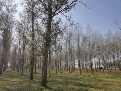 国有建平县黑水机械化林场采伐木转让公告